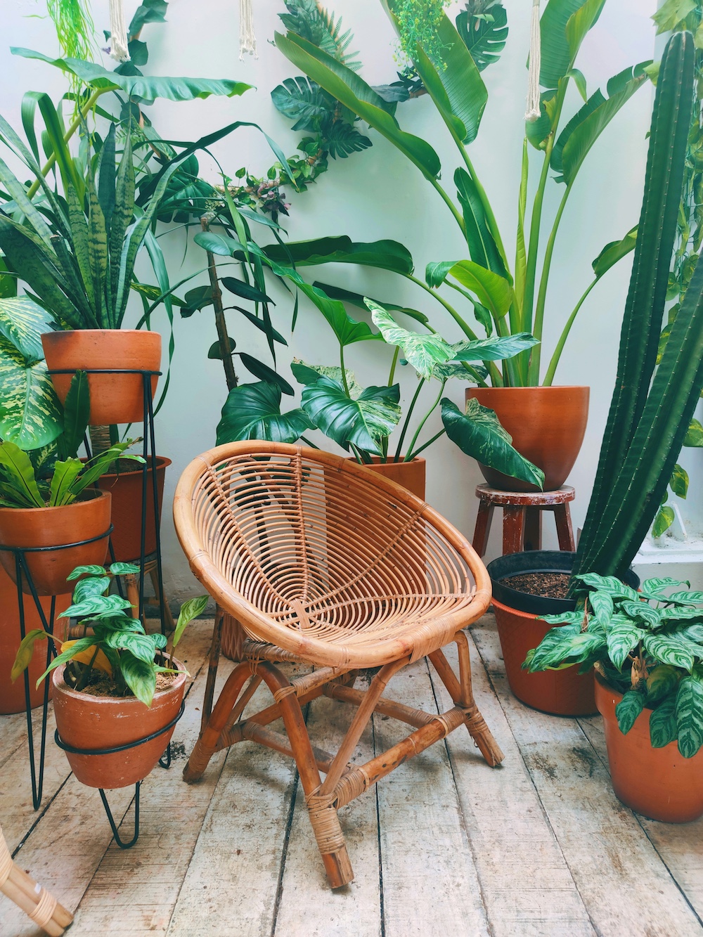 ivy-aralia-nizar-UovnNJOG9Vw-unsplash