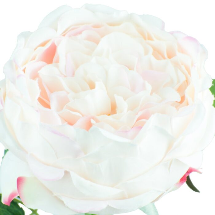 BLENHEIM ROSE 65cm - Image 2