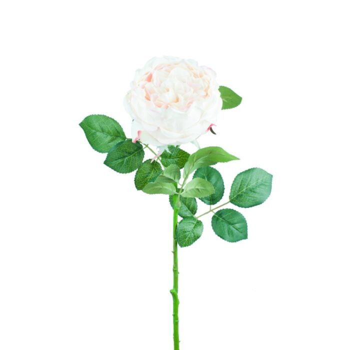 BLENHEIM ROSE 65cm
