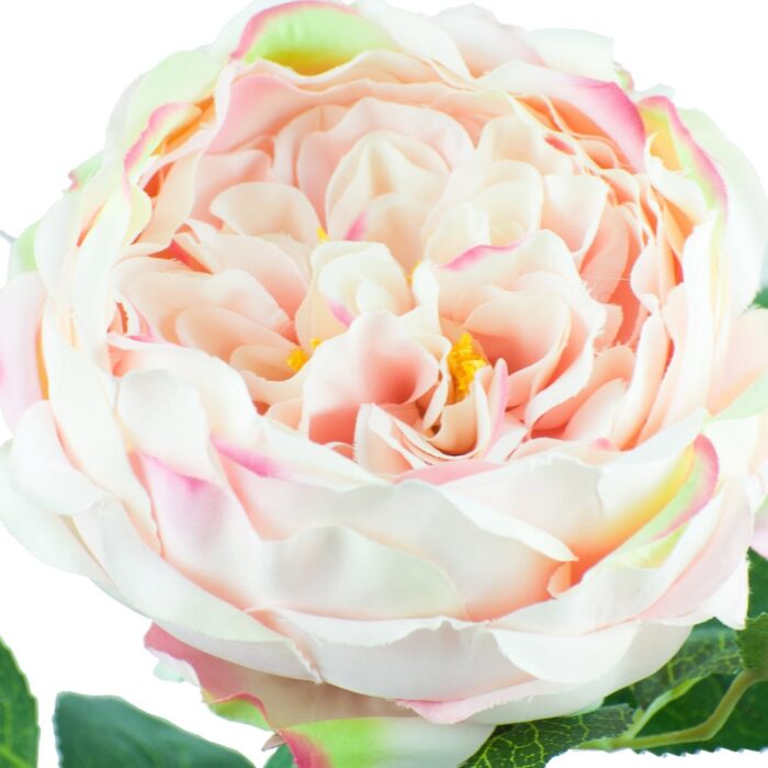 BLENHEIM ROSE 65cm - Image 2