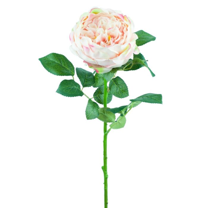 BLENHEIM ROSE 65cm