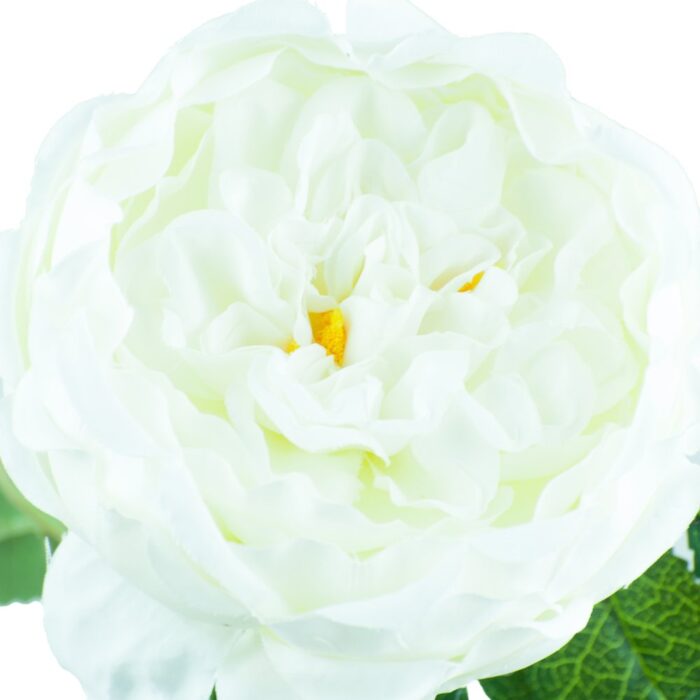 BLENHEIM ROSE 65cm - Image 2
