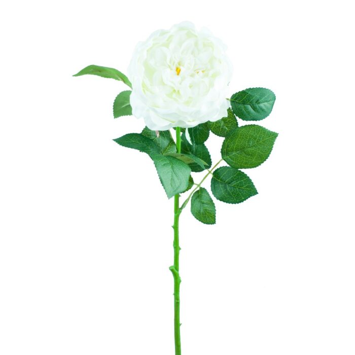 BLENHEIM ROSE 65cm