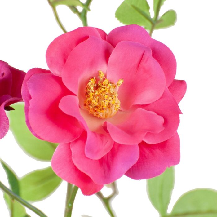 BALMORAL CLIMBING ROSE 96cm - Image 2