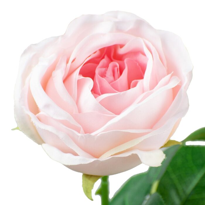 KENSINGTON ROSE SINGLE 64cm - Image 2