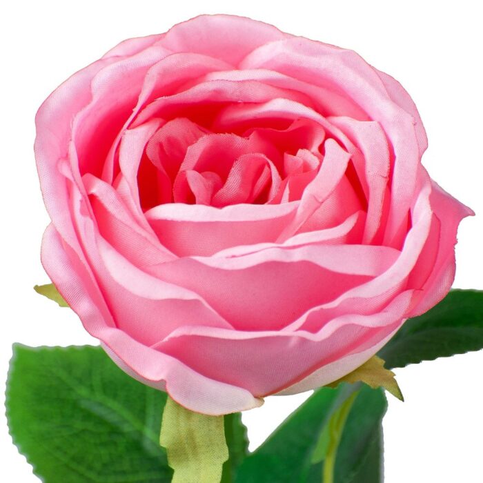 KENSINGTON ROSE SINGLE 64cm - Image 2