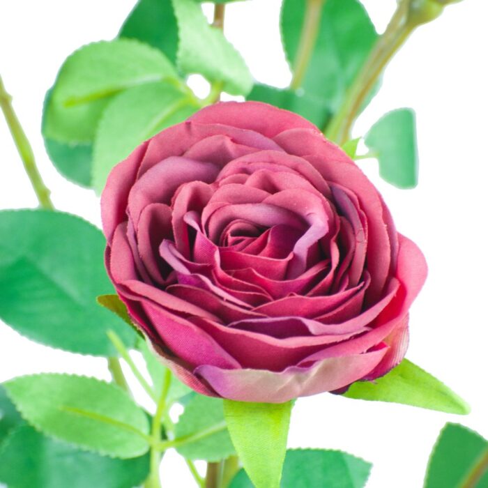 SISSINGHURST ROSE 67cm - Image 2