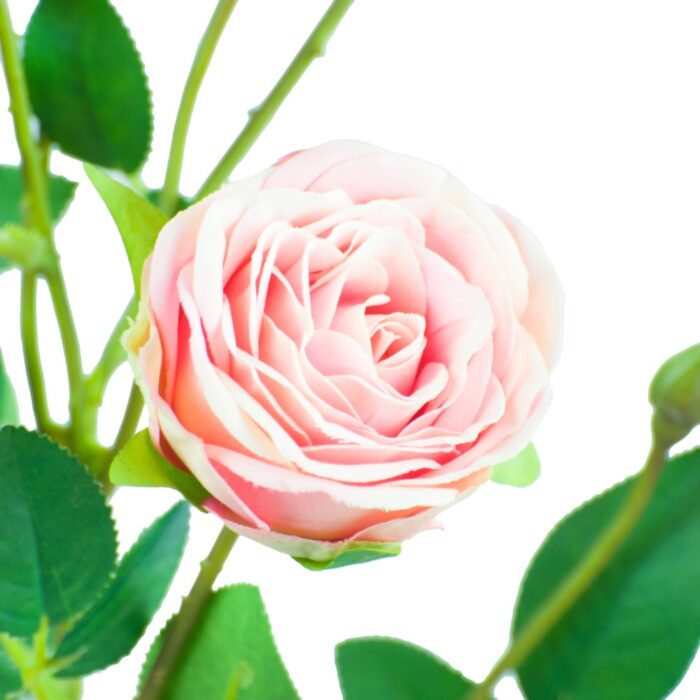 SISSINGHURST ROSE 67cm - Image 2