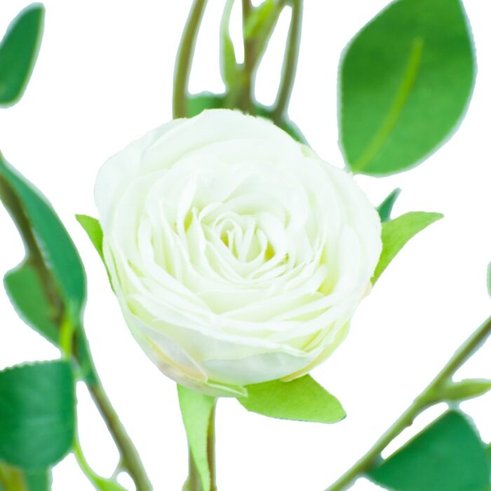 SISSINGHURST ROSE 67cm - Image 2