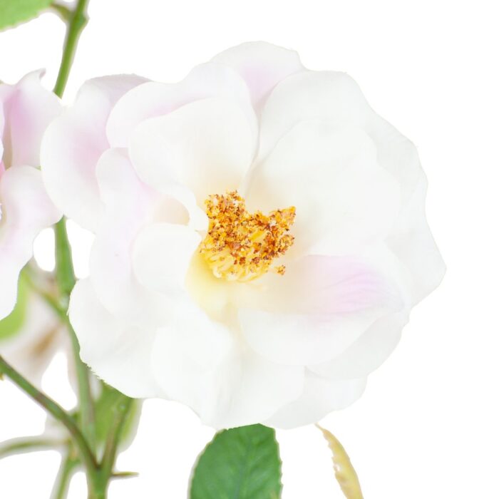 STRAWBERRIES AND CREAM ROSE 60cm - Image 2