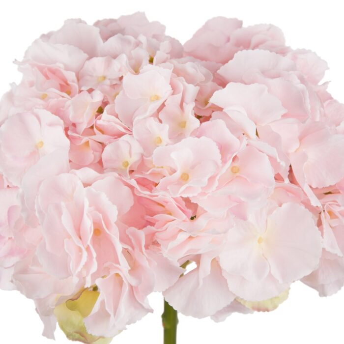 MANHATTAN HYDRANGEA 52cm - Image 2