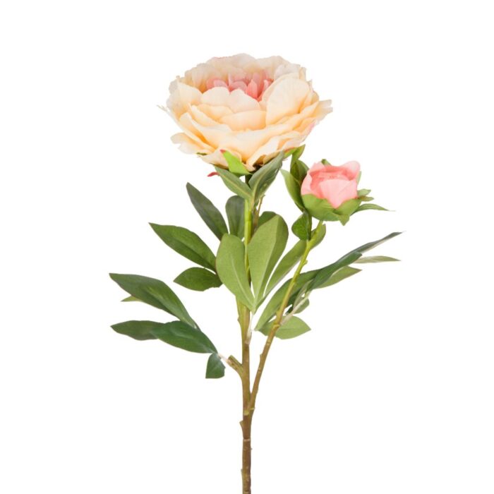 TREE PEONY 90cm