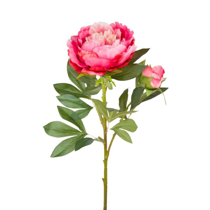 TREE PEONY 90cm