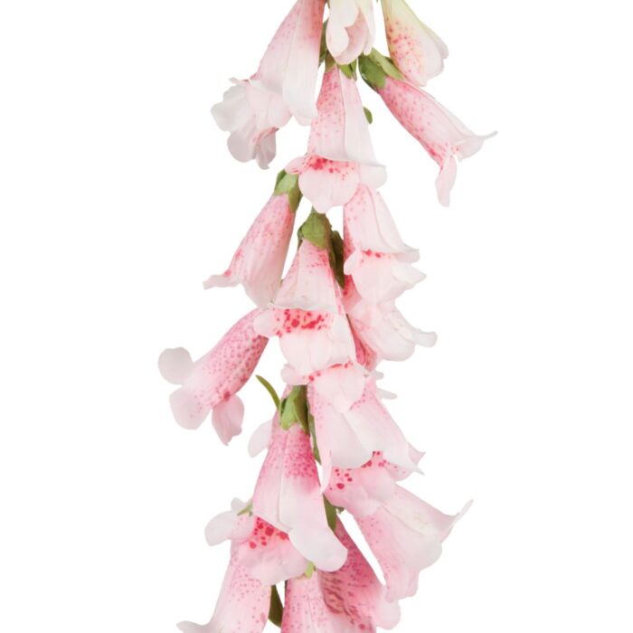 WILD FOXGLOVE 89cm - Image 2