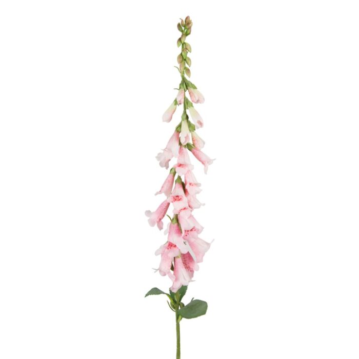 WILD FOXGLOVE 89cm