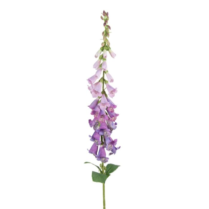 WILD FOXGLOVE 89cm