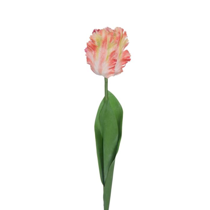 PARROT TULIP 64cm