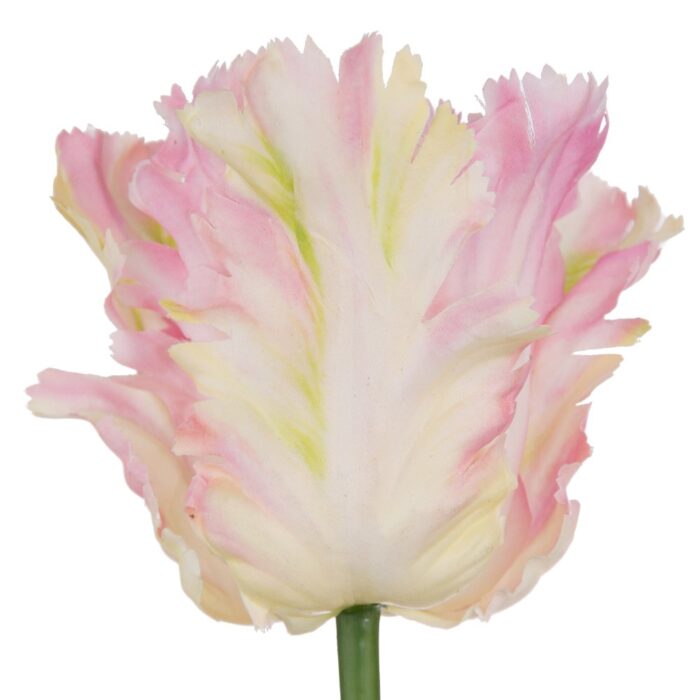 PARROT TULIP 64cm - Image 2