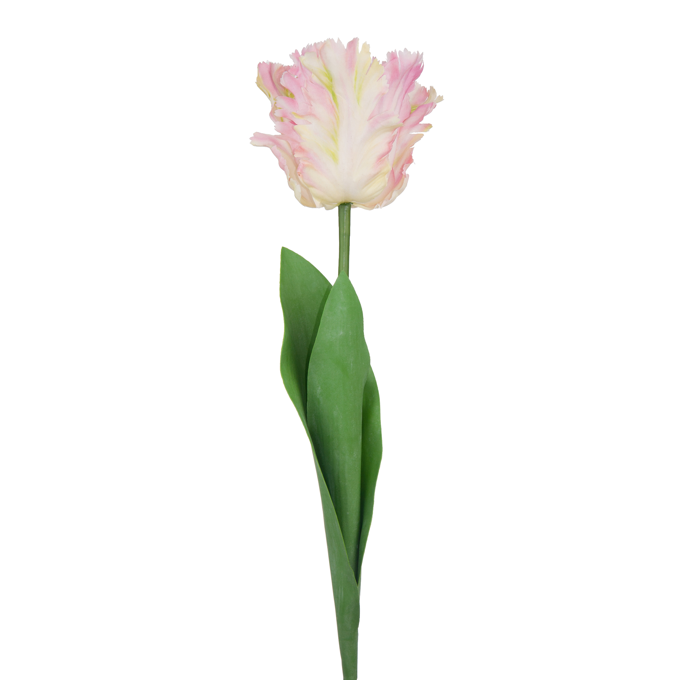 PARROT TULIP 64cm - Image 4