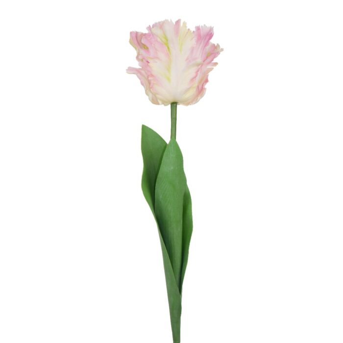 PARROT TULIP 64cm