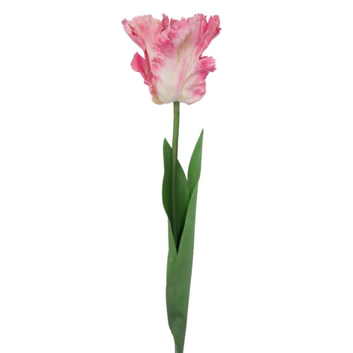 PARROT TULIP 64cm
