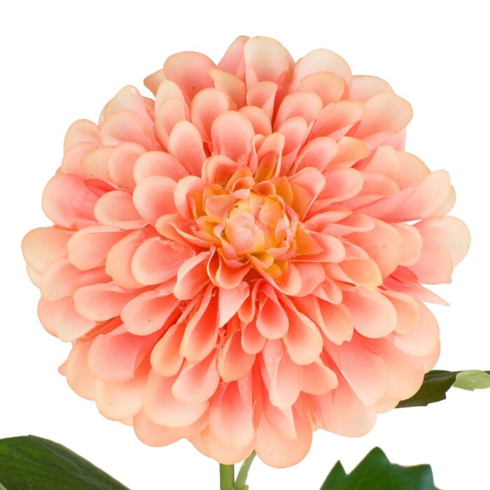 POMPOM DAHLIA 76cm - Image 2