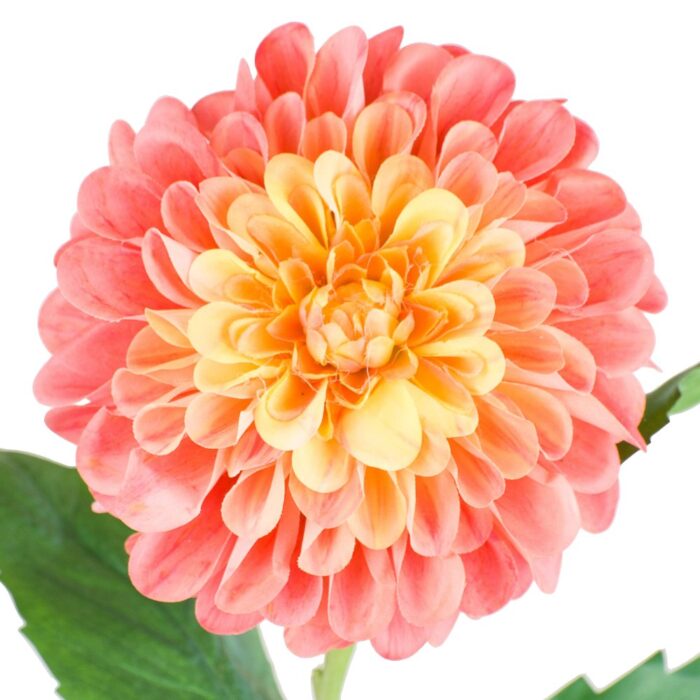 POMPOM DAHLIA 76cm - Image 2