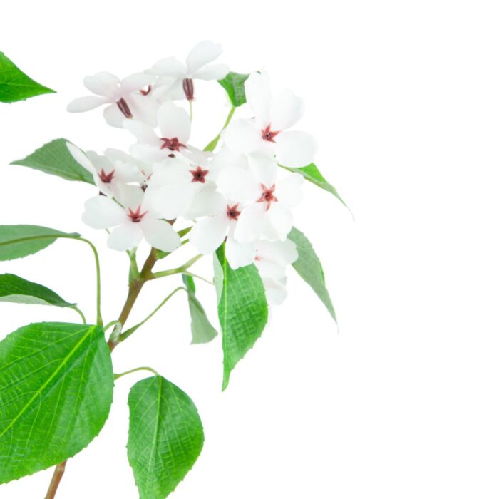 MOUNT FUJI CHERRY BLOSSOM 87cm - Image 2