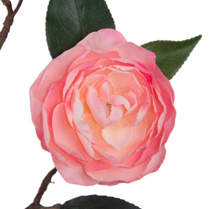 CHARLOTTE CAMELLIA 76cm - Image 2