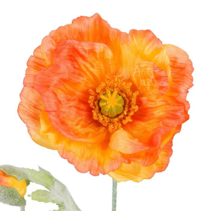 ICELANDIC POPPY 72cm - Image 2