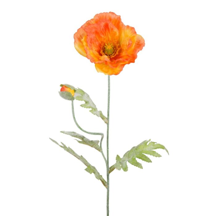 ICELANDIC POPPY 72cm