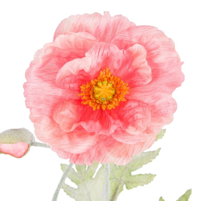 ICELANDIC POPPY 72cm - Image 2