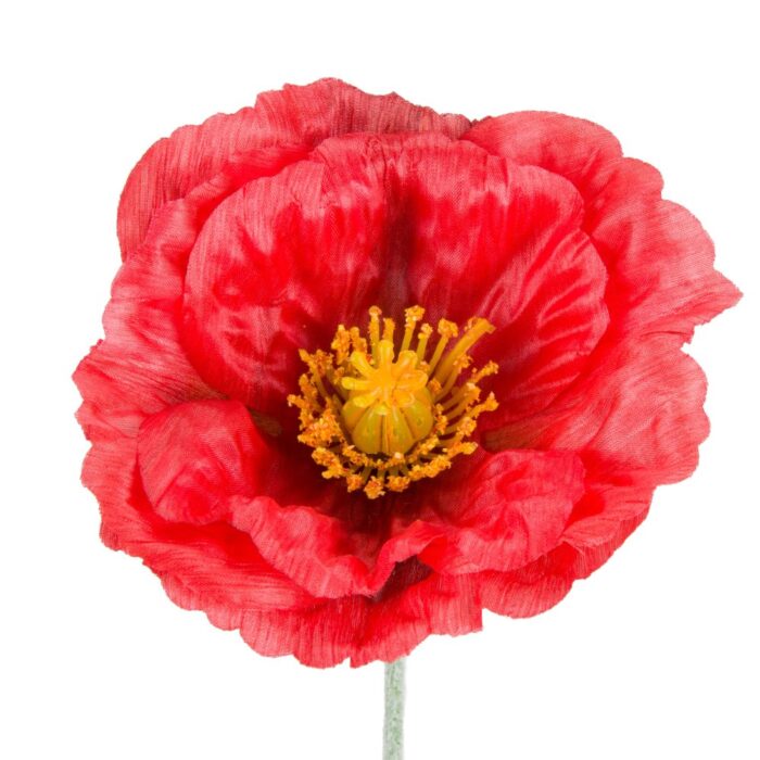 ICELANDIC POPPY 72cm - Image 2