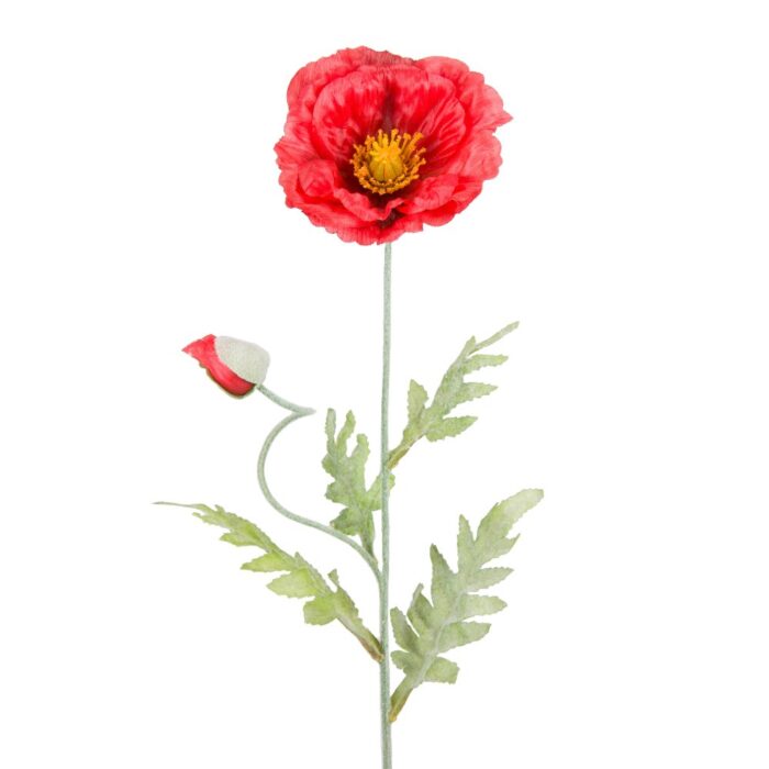 ICELANDIC POPPY 72cm