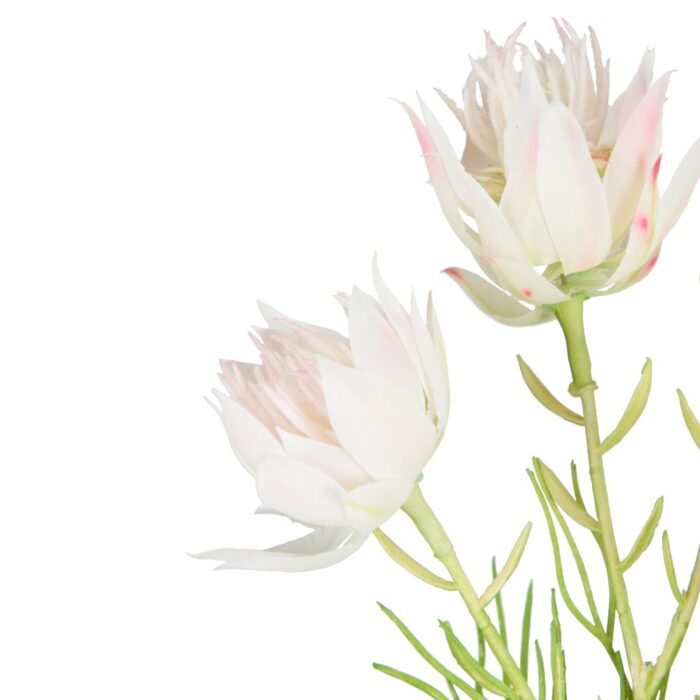 BLUSHING BRIDE PROTEA 56cm - Image 2