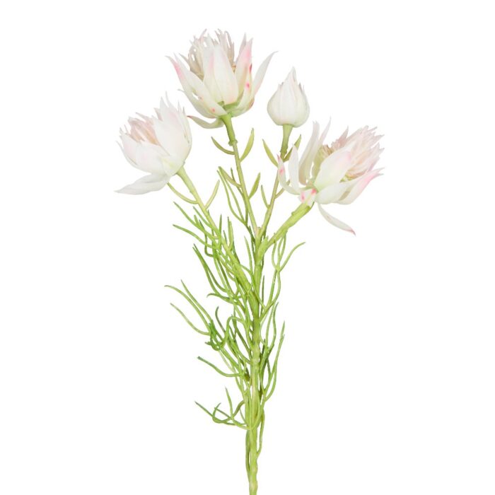 BLUSHING BRIDE PROTEA 56cm