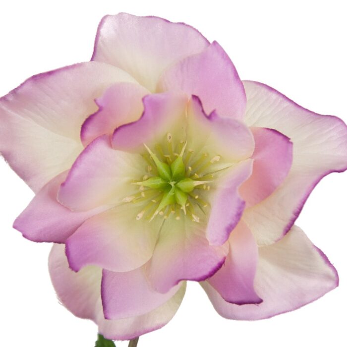HELLEBORUS PEPERMINT ICE 56cm - Image 2