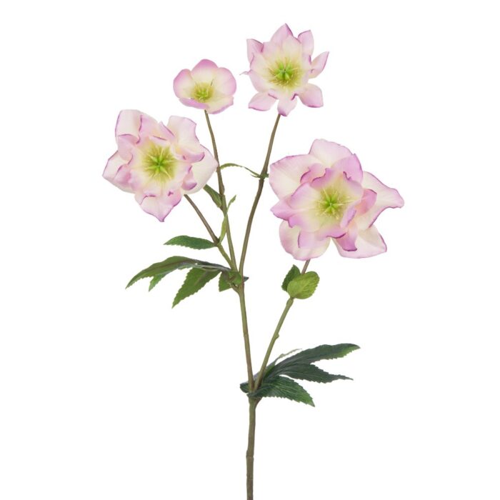 HELLEBORUS PEPERMINT ICE 56cm