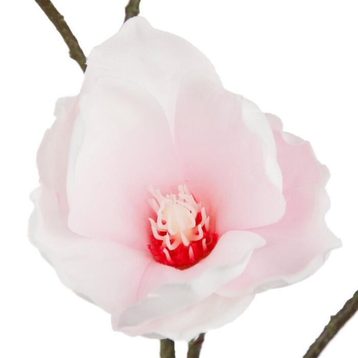 MAGNOLIA SOULANGEANA 100cm - Image 2