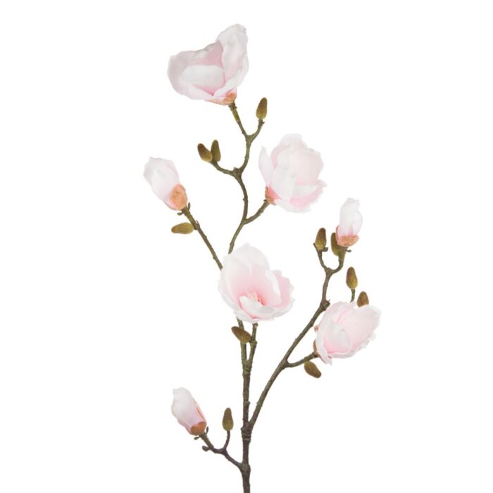 MAGNOLIA SOULANGEANA 100cm