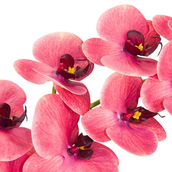 CRUSHED RASPBERRY PHALAENOPSIS 102cm - Image 2