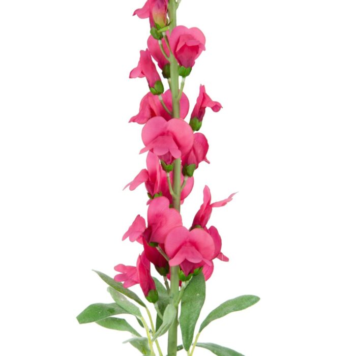 ANTIRRHINUM 78cm - Image 2