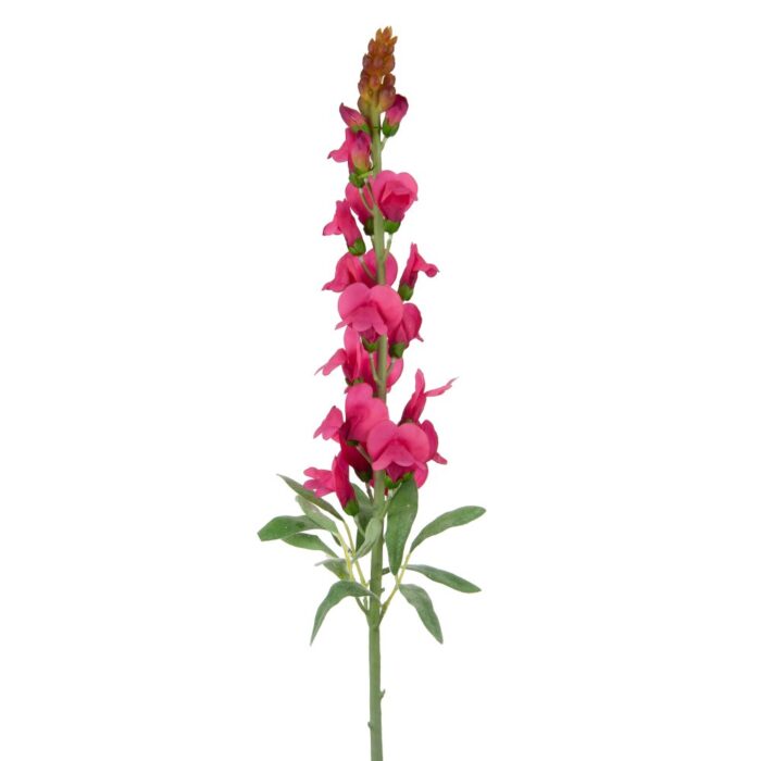 ANTIRRHINUM 78cm