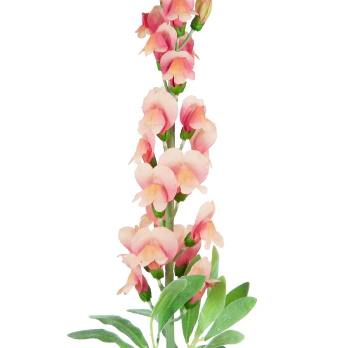 ANTIRRHINUM 78cm - Image 2