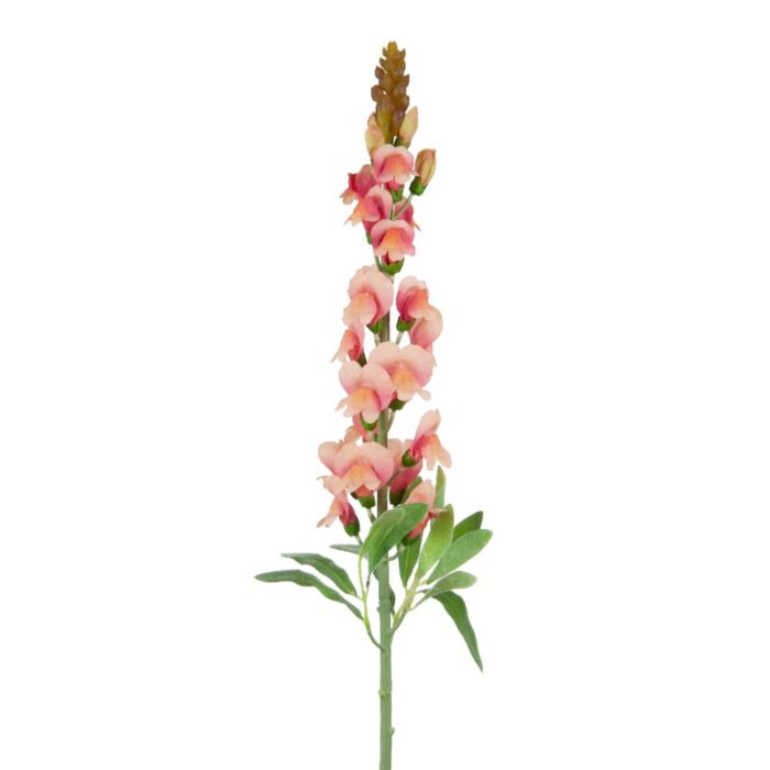 ANTIRRHINUM 78cm