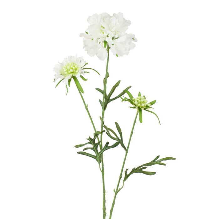 SCABIOSA PERFECTA ALBA 76cm
