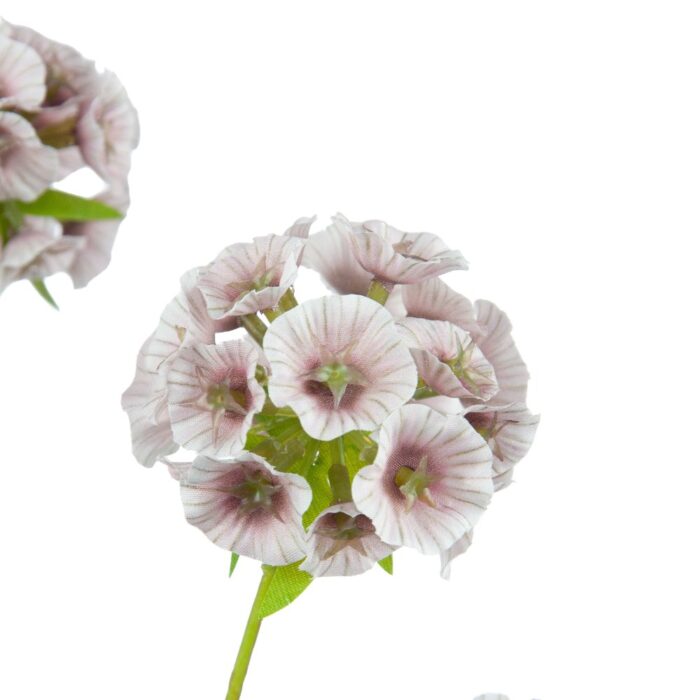 SCABIOSA STELLATA 65cm - Image 2