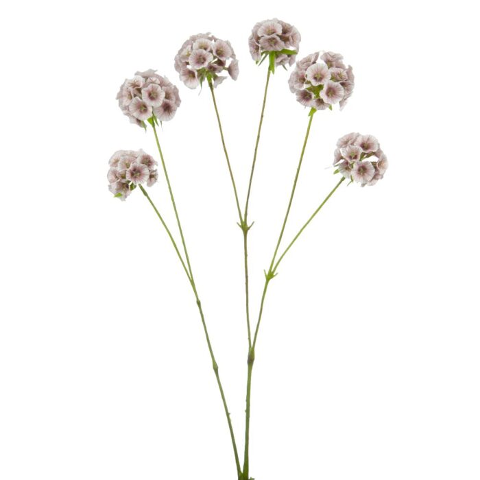 SCABIOSA STELLATA 65cm