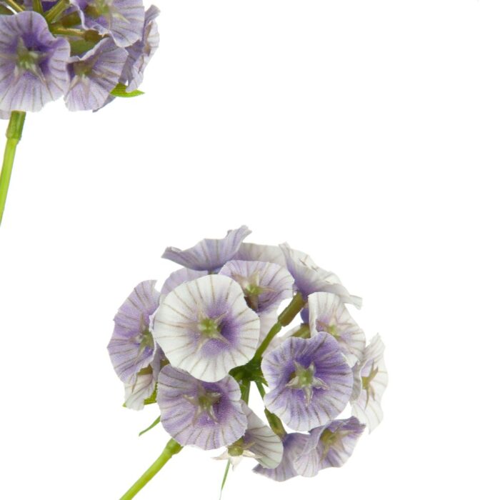 SCABIOSA STELLATA 65cm - Image 2