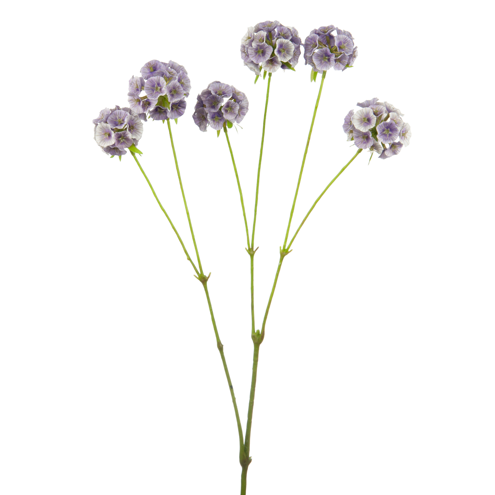 SCABIOSA STELLATA 65cm - Image 4